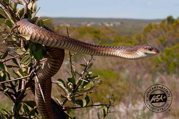 Boomslang